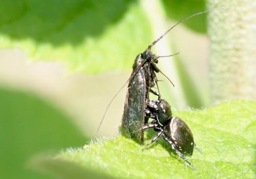 Heliophanus kochii